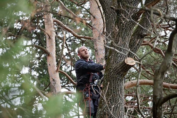 Best Tree Risk Assessment  in Haverhill, MA